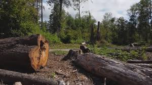 How Our Tree Care Process Works  in  Shady Hollow, TX